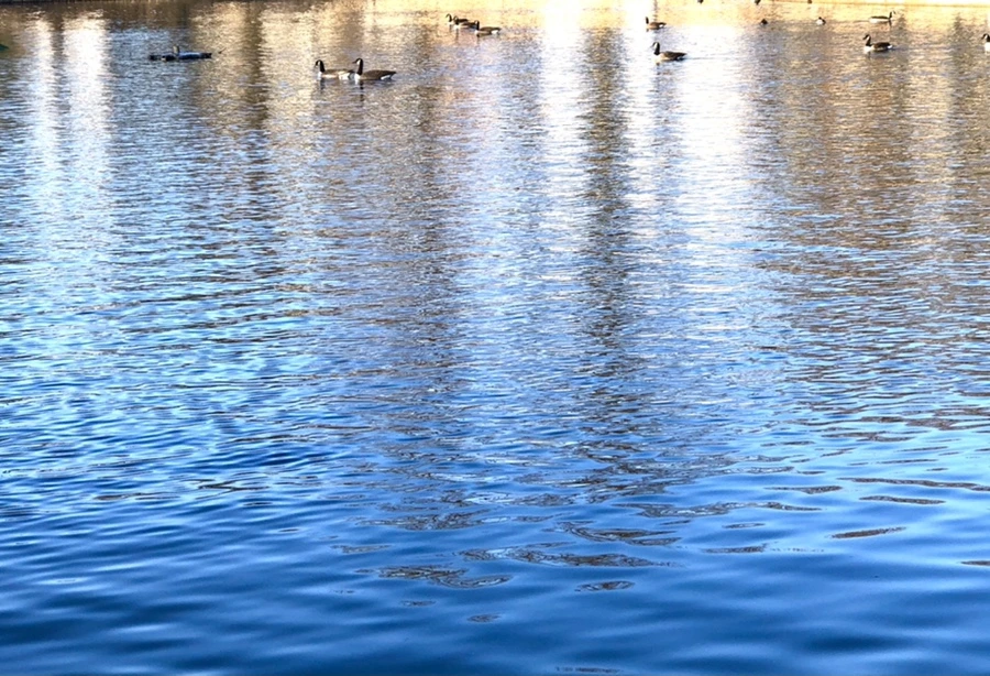 IMG_4291.jpg?type=w966