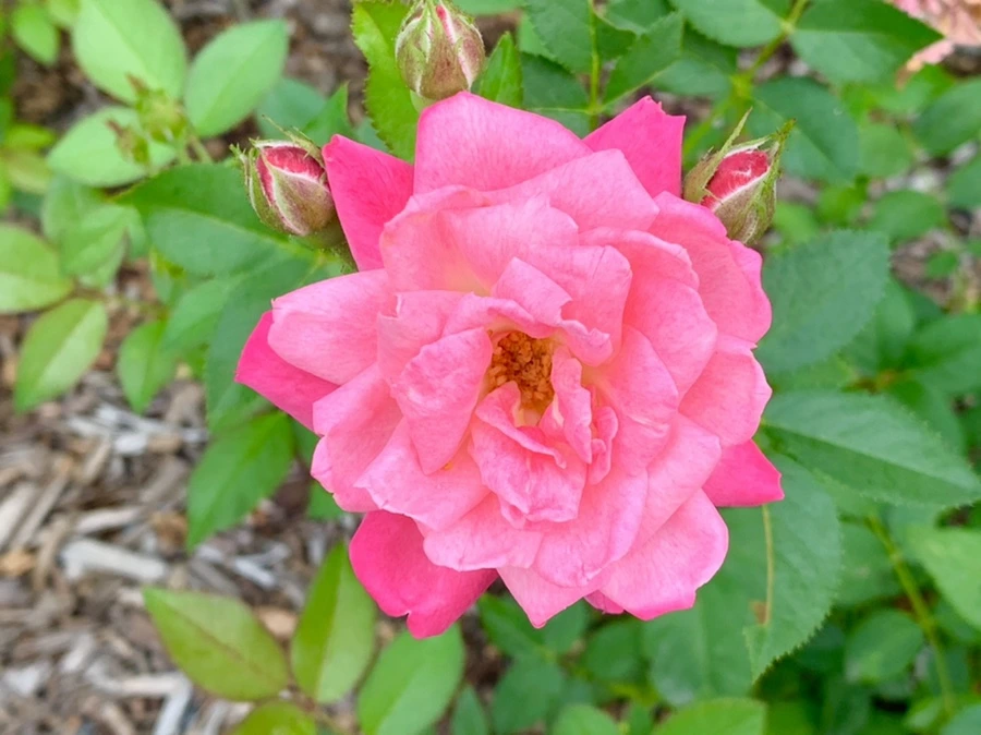 IMG_2681.jpg?type=w966