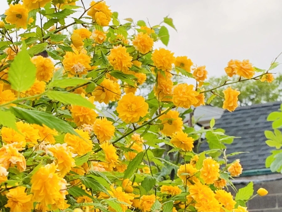 IMG_0527.jpg?type=w966