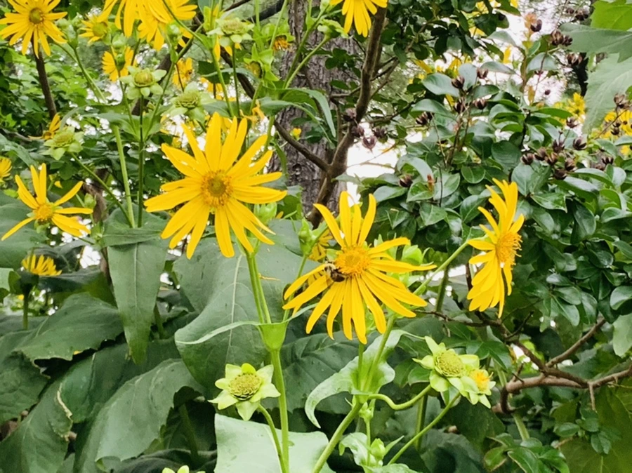 IMG_8787.jpg?type=w966