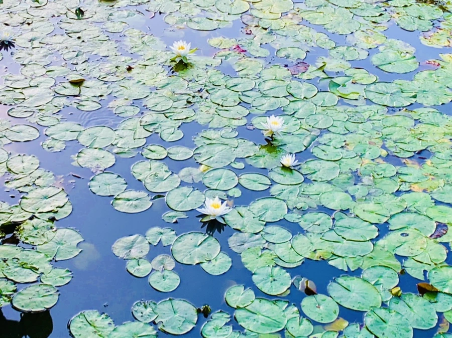 IMG_0761.jpg?type=w966