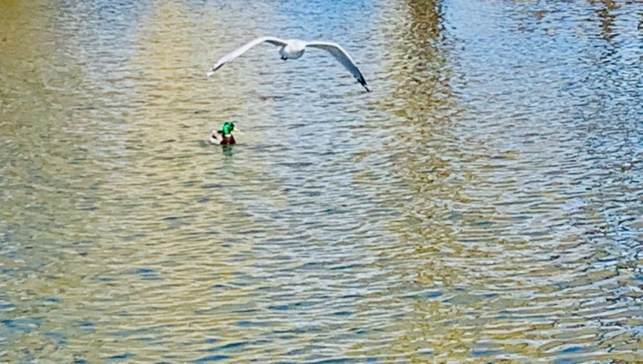 IMG_9293.jpg?type=w966