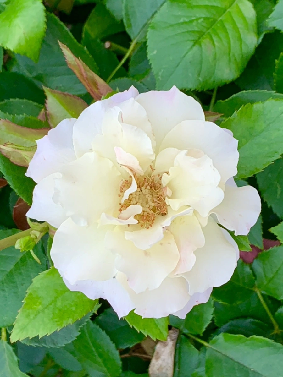 IMG_2690.jpg?type=w966