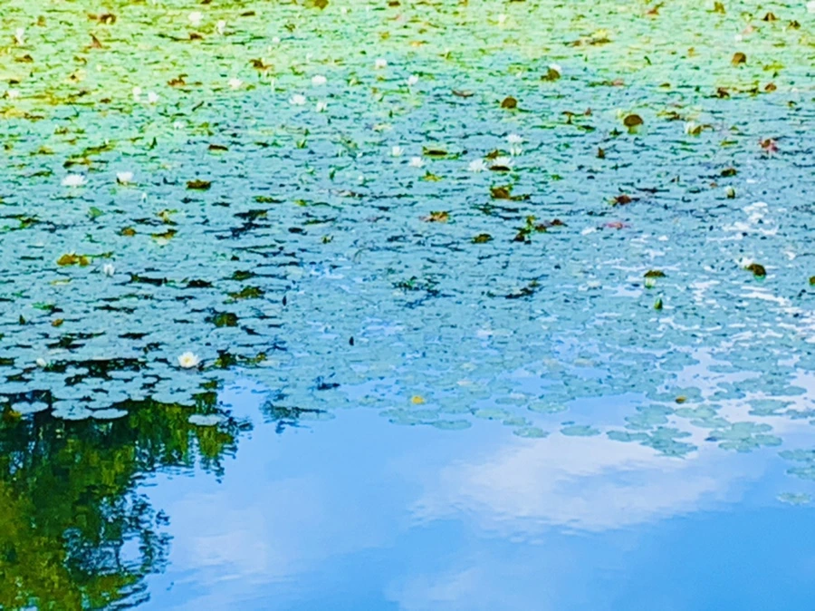 IMG_9300.jpg?type=w966