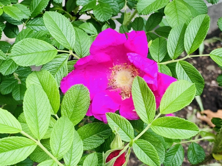 IMG_1695.jpg?type=w966