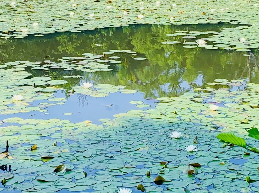 IMG_1261.jpg?type=w966