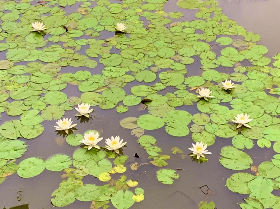 IMG_7154.jpg?type=w966