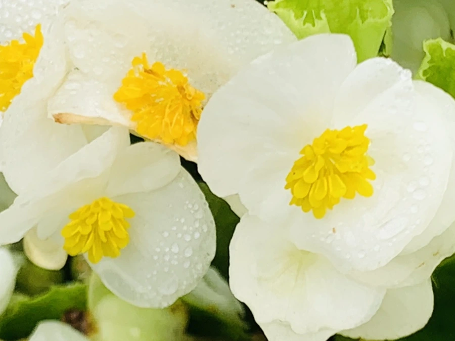 IMG_4923.jpg?type=w966