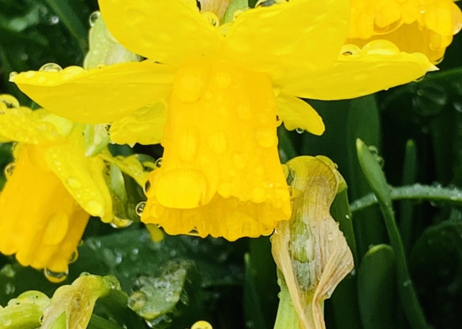 IMG_3705.jpg?type=w966