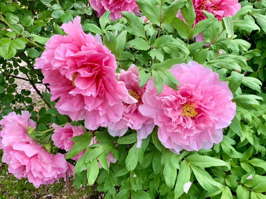 IMG_9623.jpg?type=w966