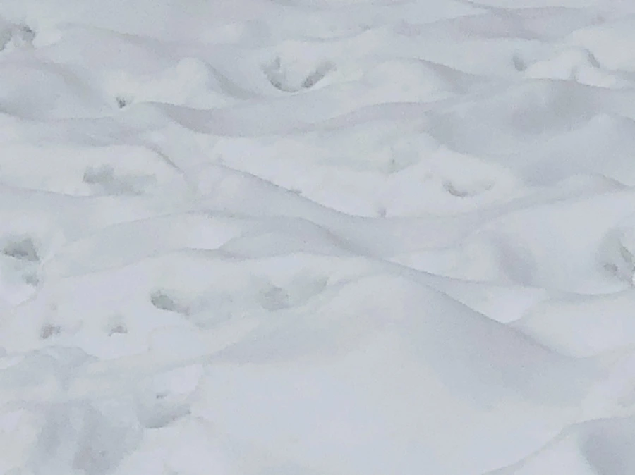 IMG_2358.jpg?type=w966