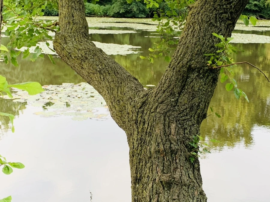 IMG_1829.jpg?type=w966