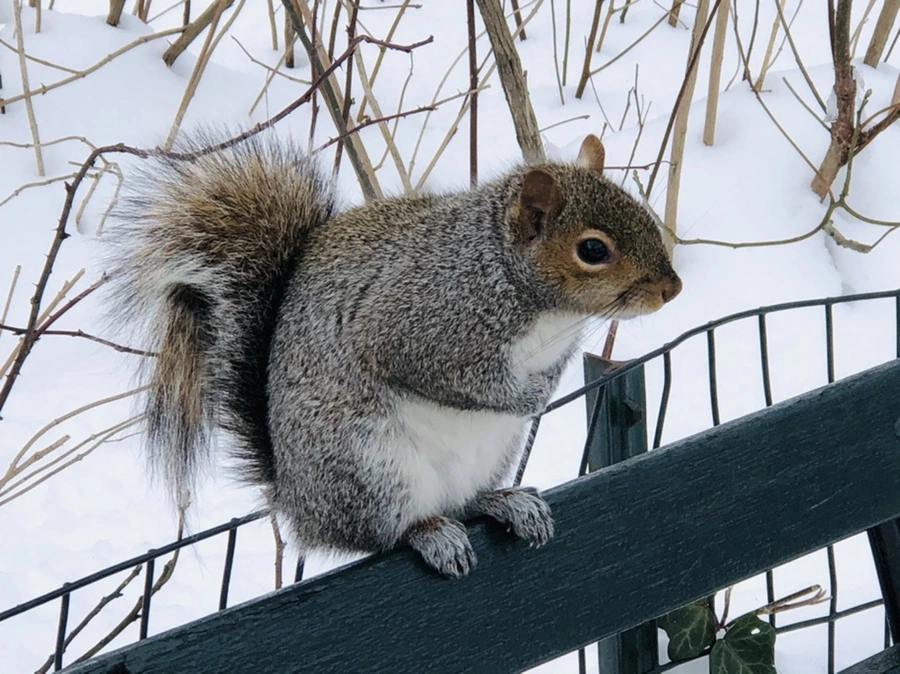 IMG_9518.jpg?type=w966