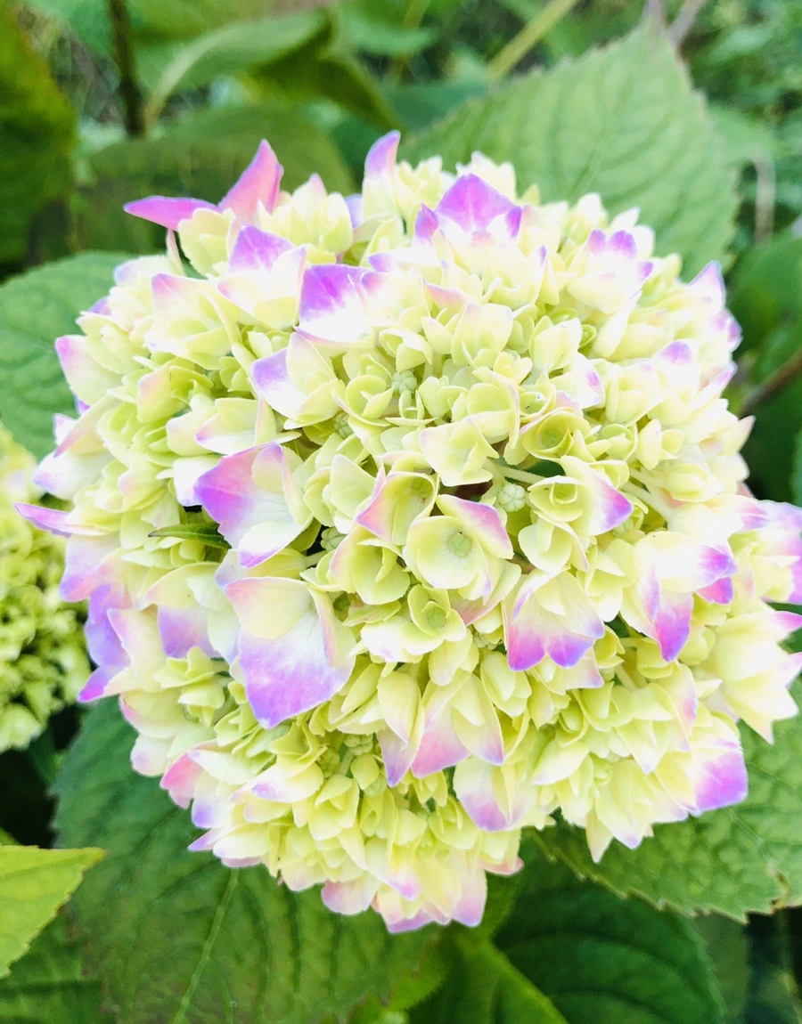 IMG_8580.jpg?type=w966