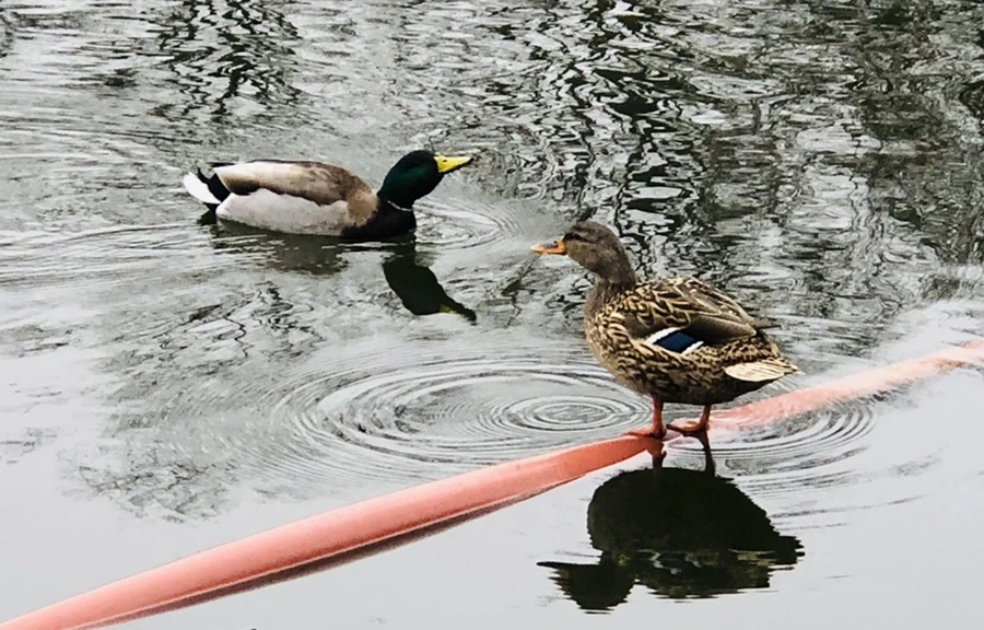 IMG_3337.jpg?type=w966