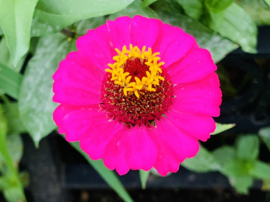 IMG_1177.jpg?type=w966