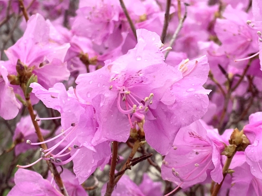 IMG_6156.jpg?type=w966