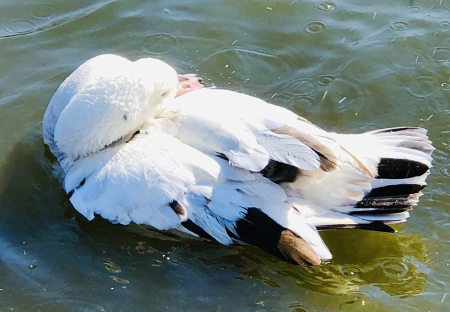 IMG_5351.jpg?type=w966