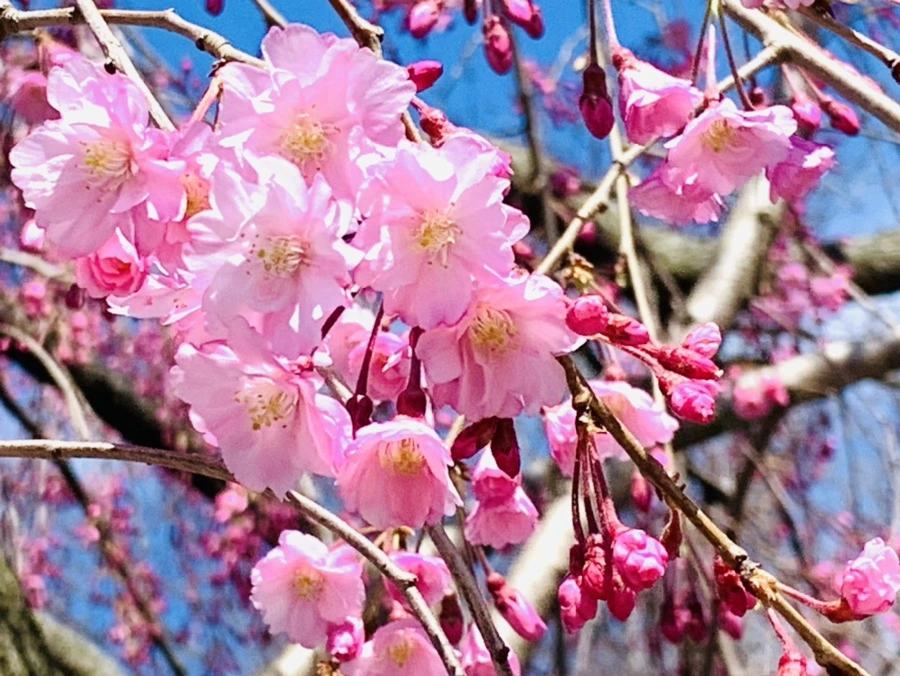 IMG_8329.jpg?type=w966