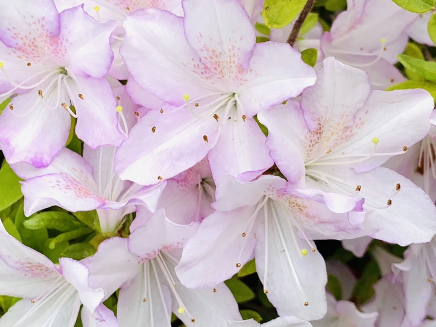 IMG_0902.jpg?type=w966