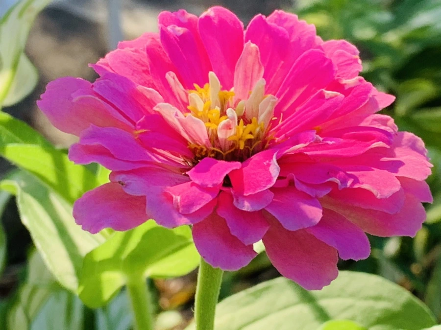 IMG_8732.jpg?type=w966