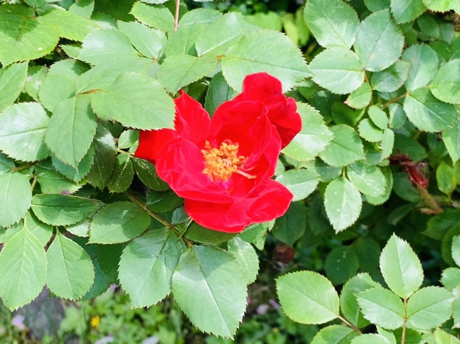 IMG_1516.jpg?type=w966