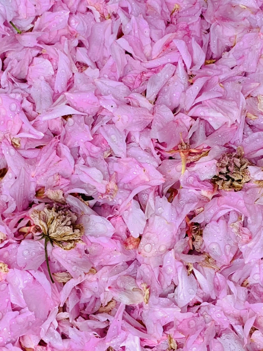 IMG_7273.jpg?type=w966