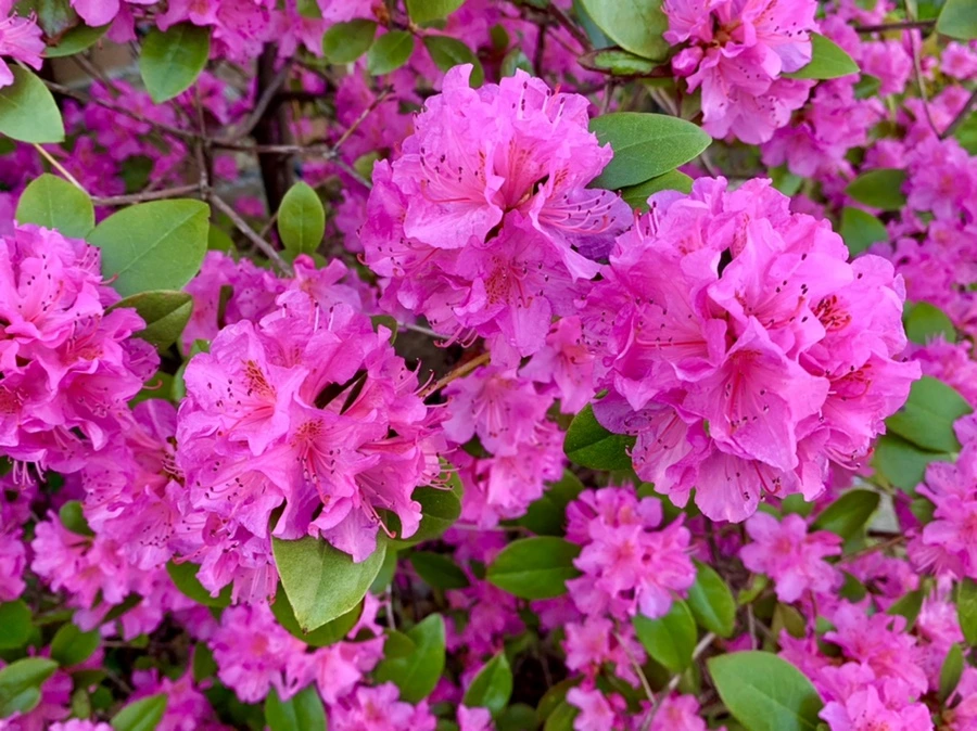 IMG_5007.jpg?type=w966