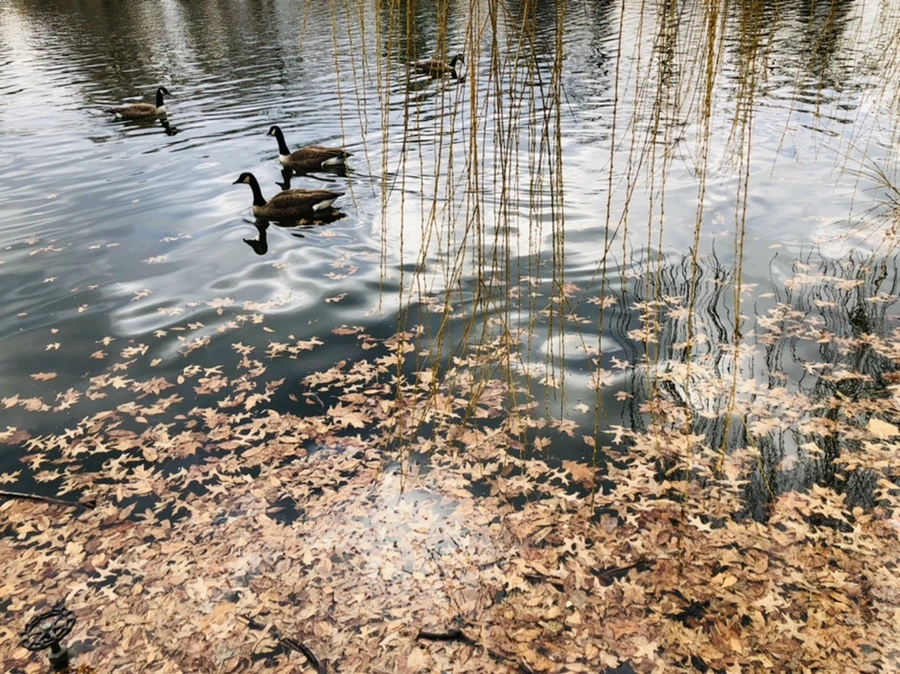 IMG_3960.jpg?type=w966