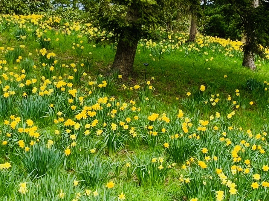 IMG_7262.jpg?type=w966