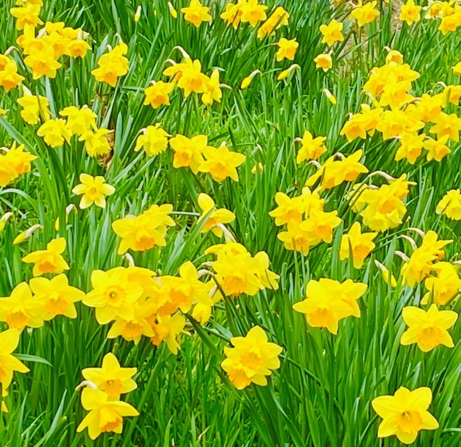 IMG_7467.jpg?type=w966