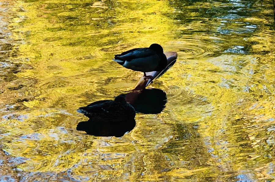 IMG_3194.jpg?type=w966