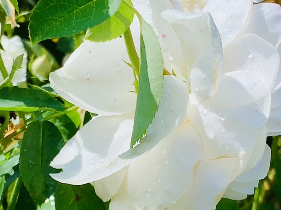 IMG_8431.jpg?type=w966