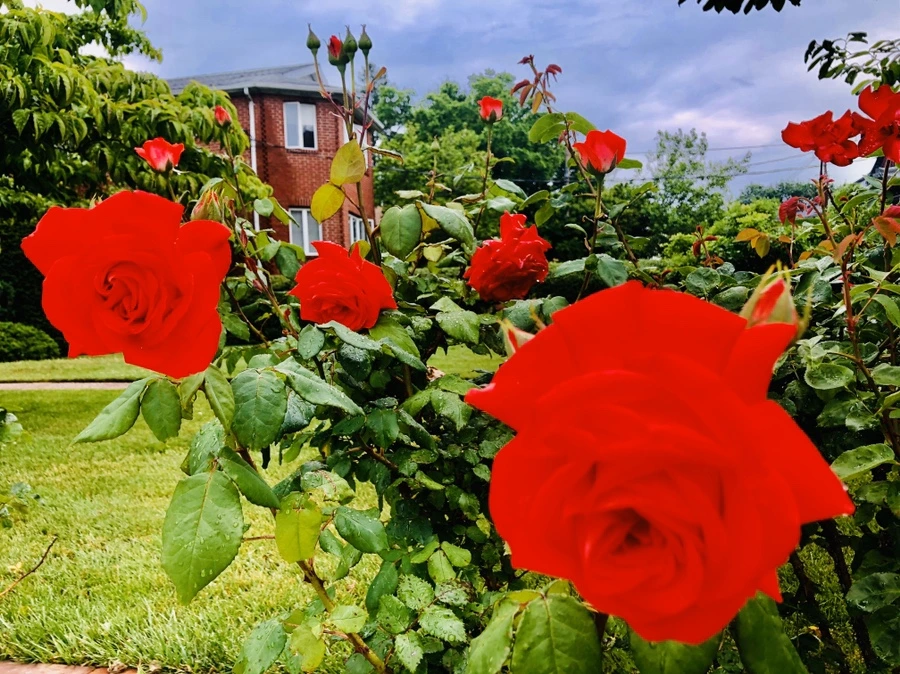 IMG_8187.jpg?type=w966