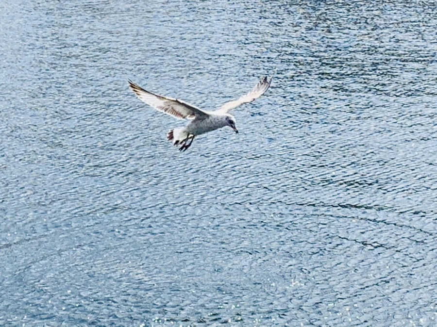 IMG_7272.jpg?type=w966