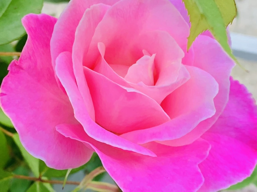 IMG_4069.jpg?type=w966