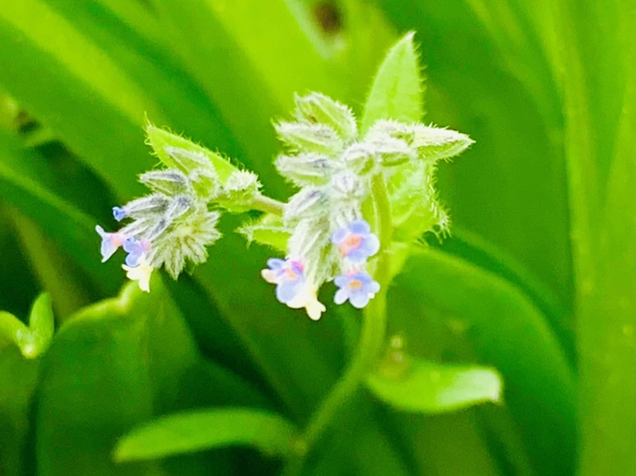 IMG_8657.jpg?type=w966