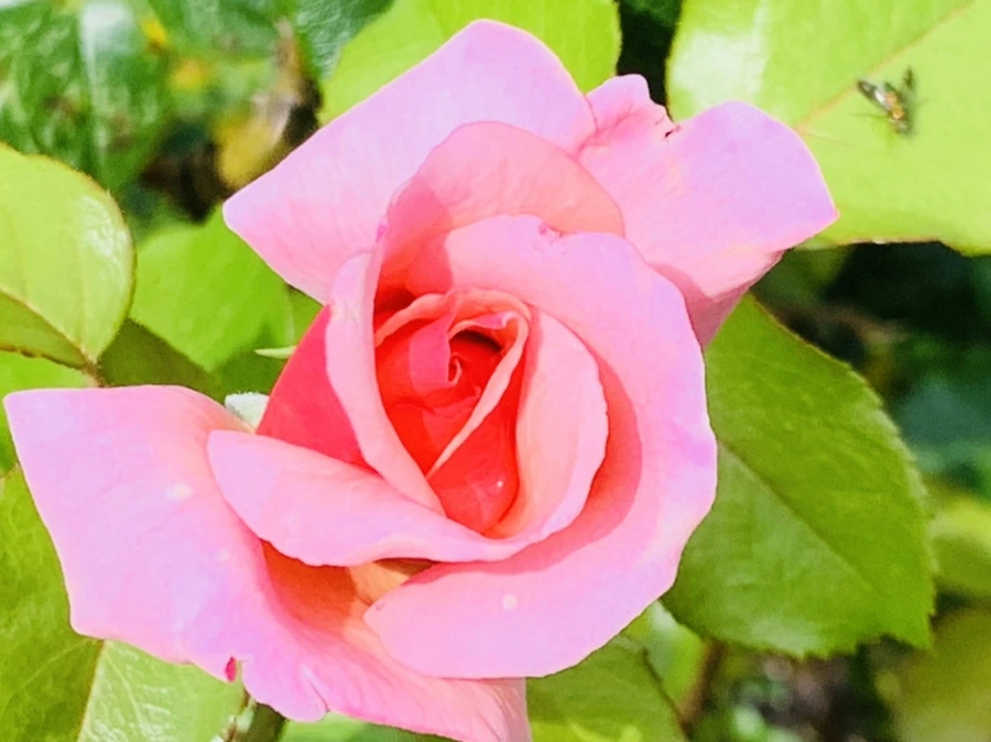 IMG_0555.jpg?type=w966