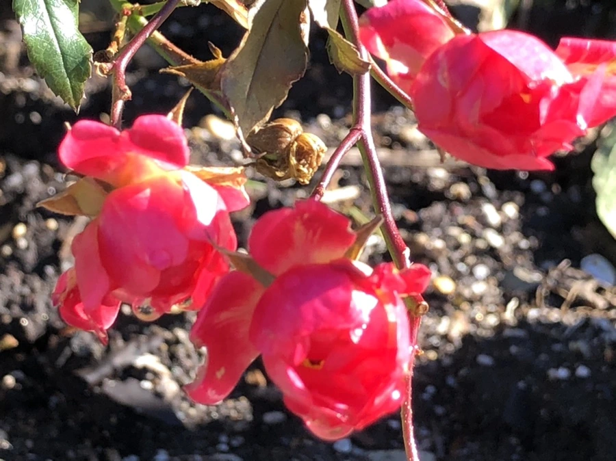 IMG_9806.jpg?type=w966