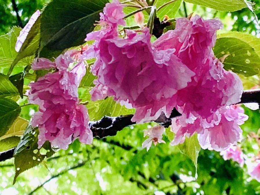 IMG_9272.jpg?type=w966