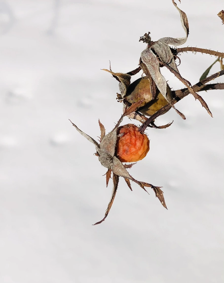 IMG_7752.jpg?type=w966