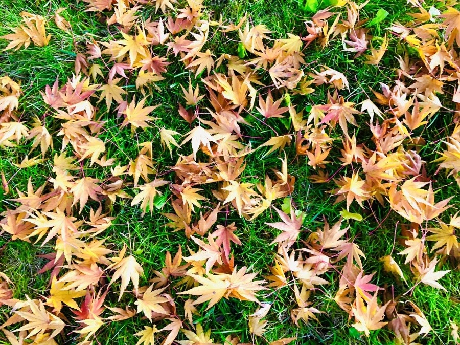 iEtgIysVRPIvxF1GTGPRgxlDuYw