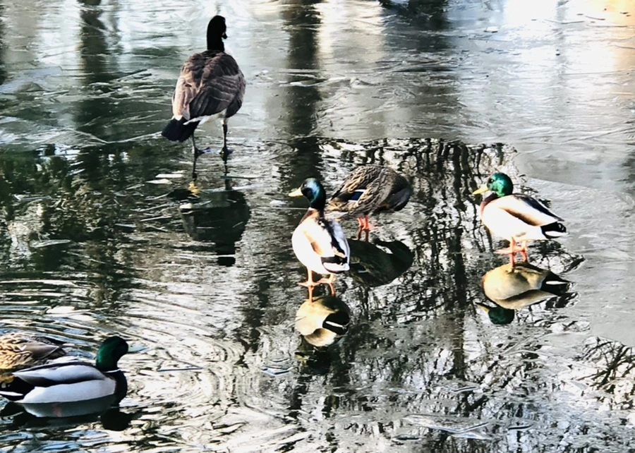 IMG_4984.jpg?type=w966