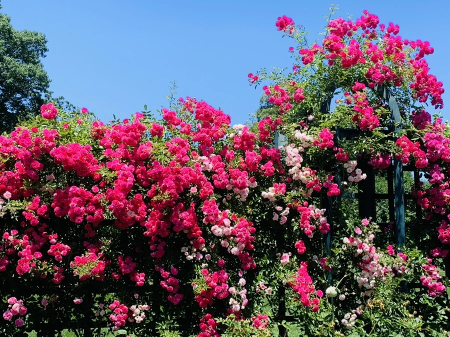 IMG_4169.jpg?type=w966