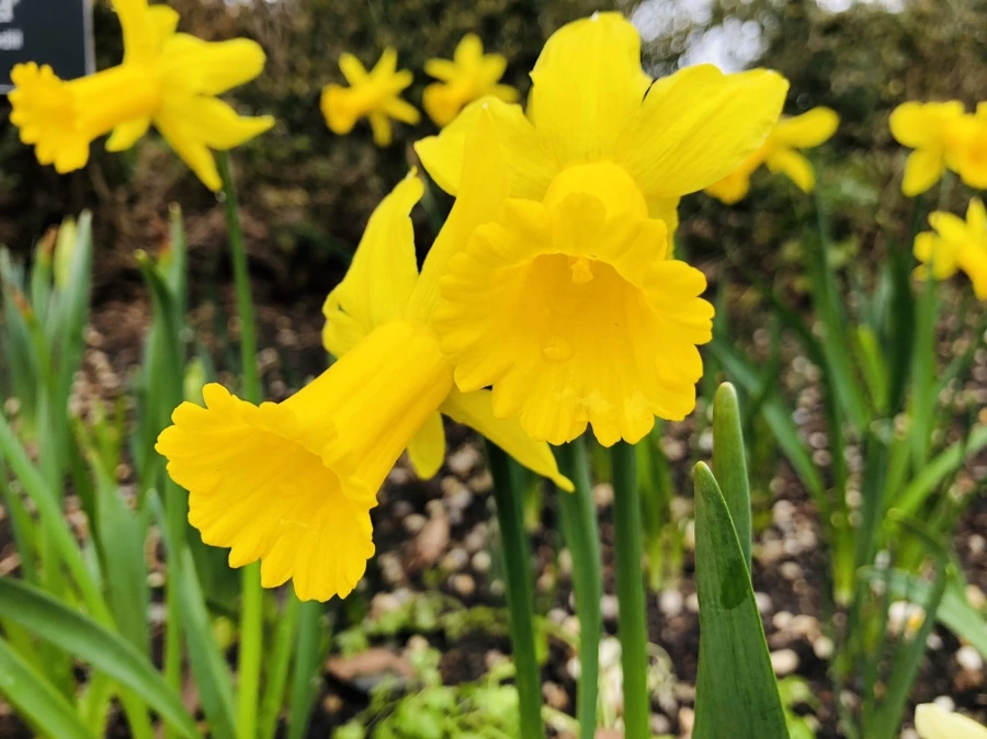 IMG_2005.jpg?type=w966