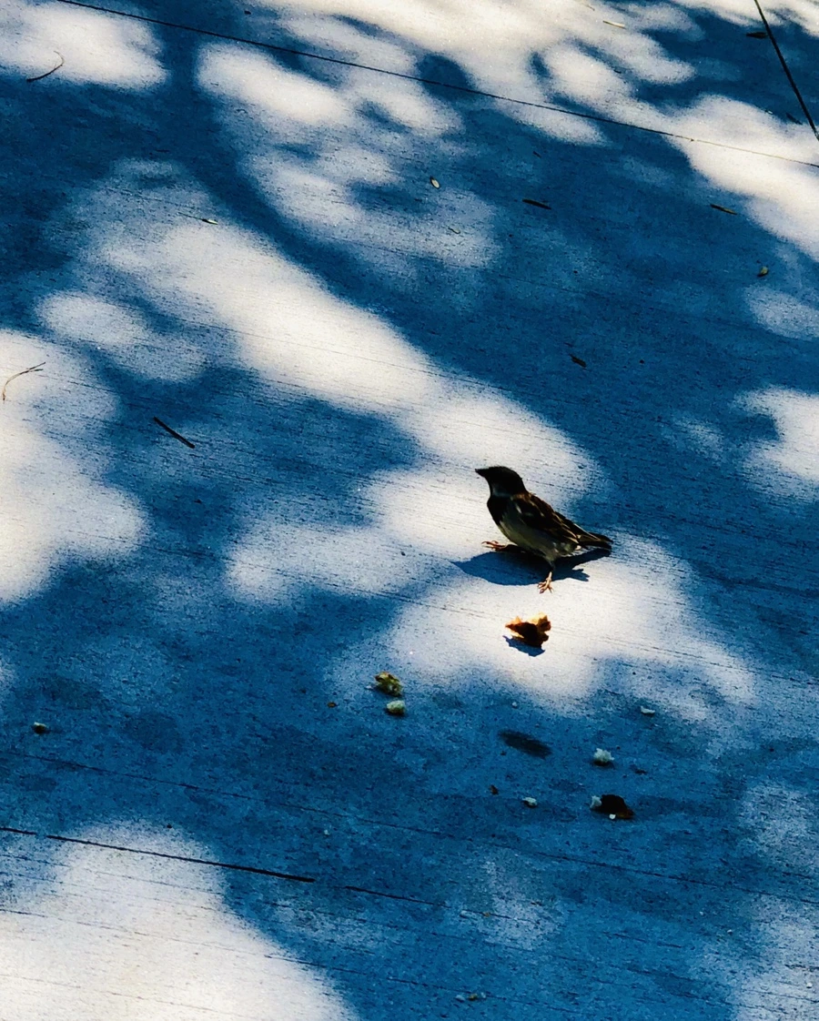 IMG_3492.jpg?type=w966