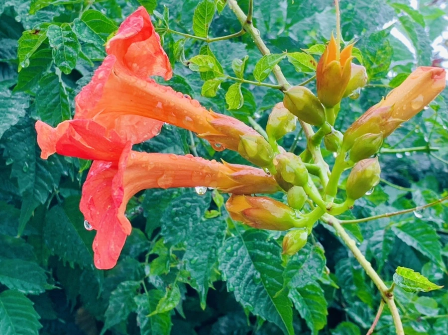 IMG_0005.jpg?type=w966