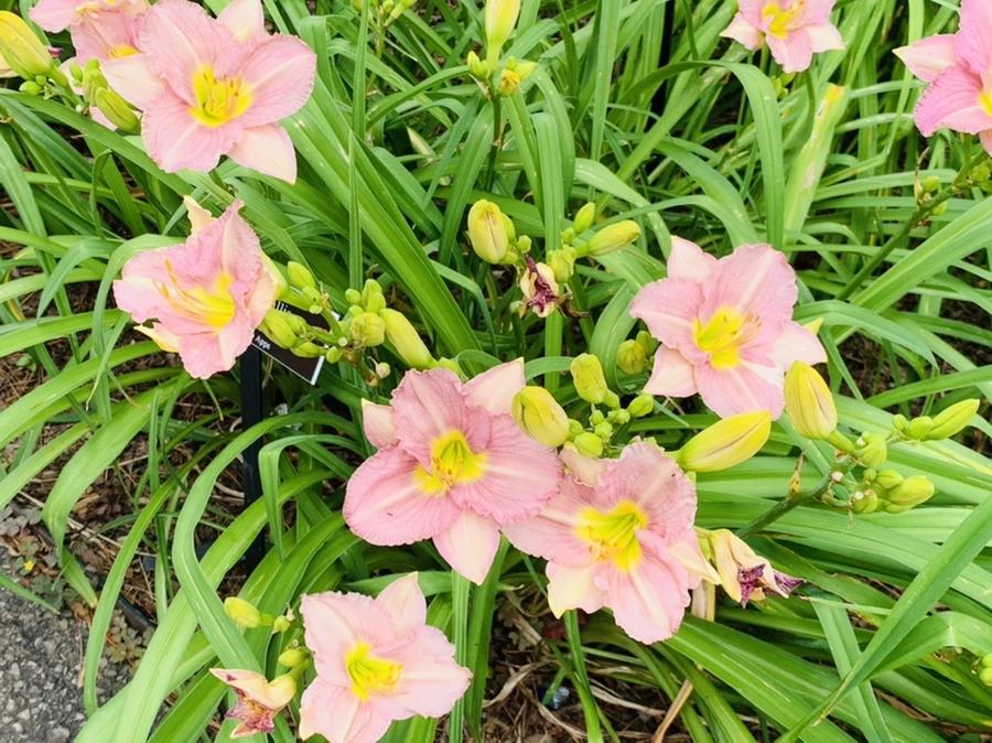 IMG_2566.jpg?type=w966