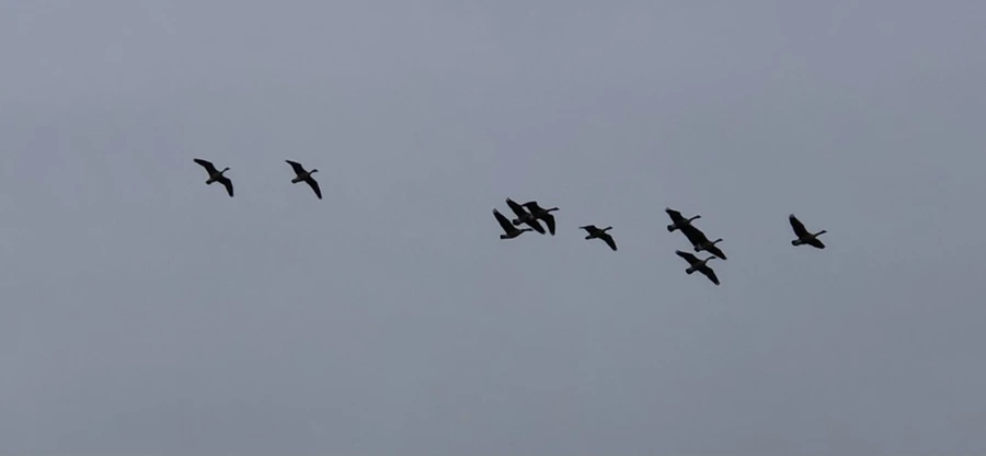 IMG_8210.jpg?type=w966