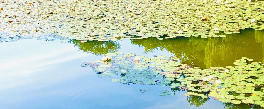 IMG_4890.jpg?type=w966